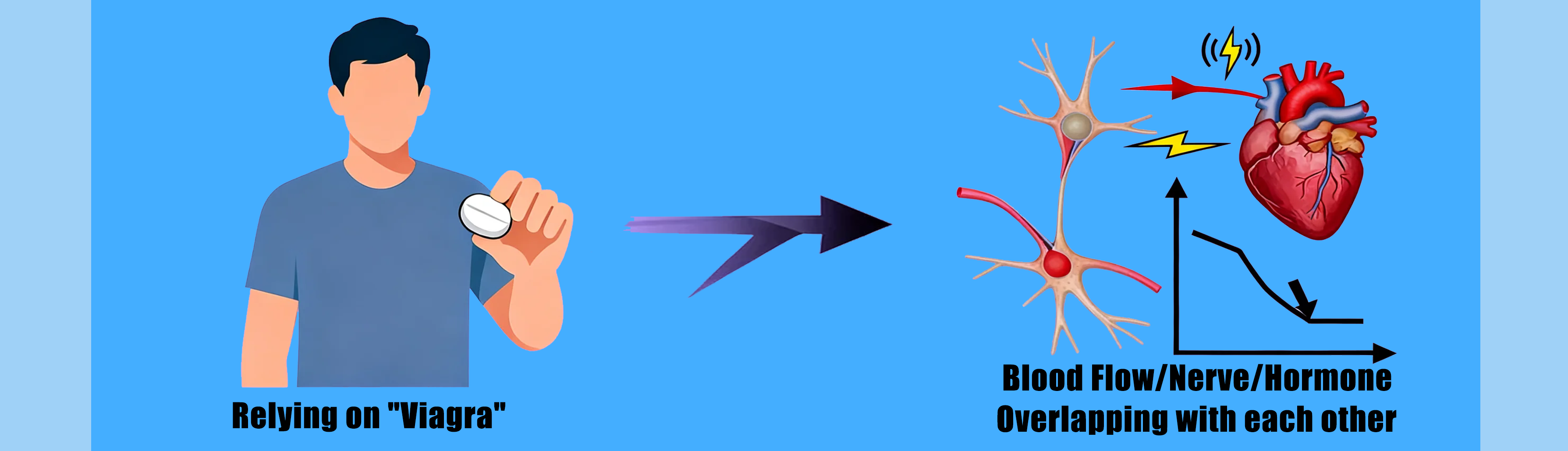 阴茎血液流量对比示意图